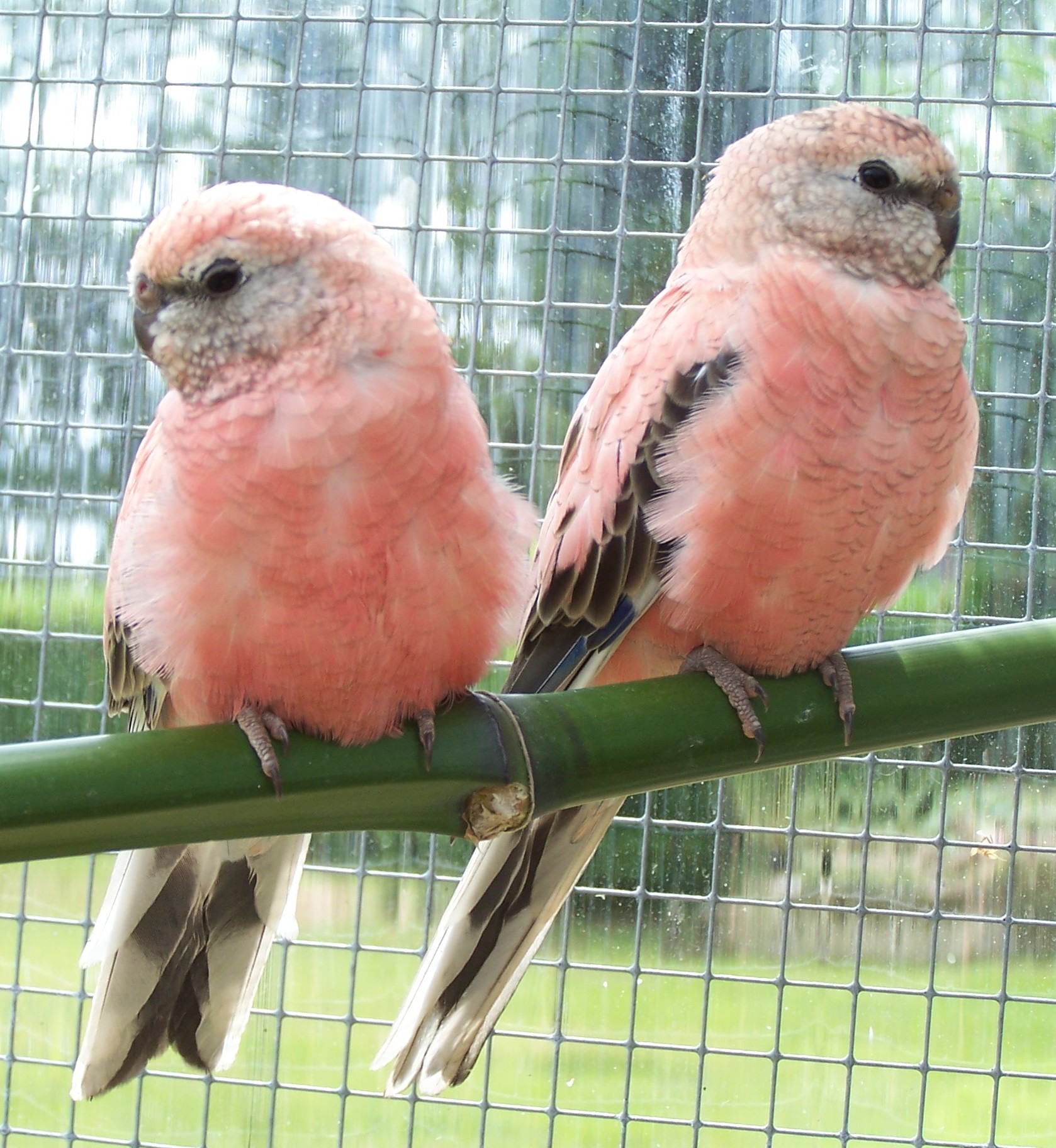 frère et soeur bourke rose